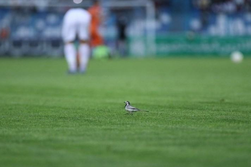 بیانی: باید خواب قهرمانی در آسیا را ببینیم