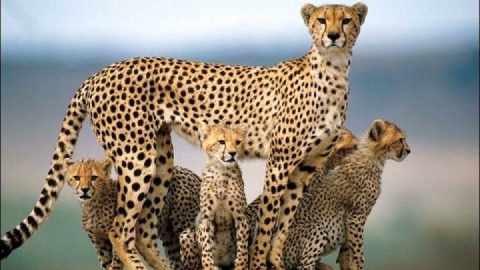 فوتبال و یوزپلنگ: پیوندی الهام‌بخش